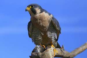 Peregrine Falcon